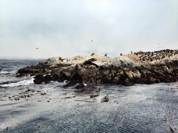 Canal del Beagle, leones marinos