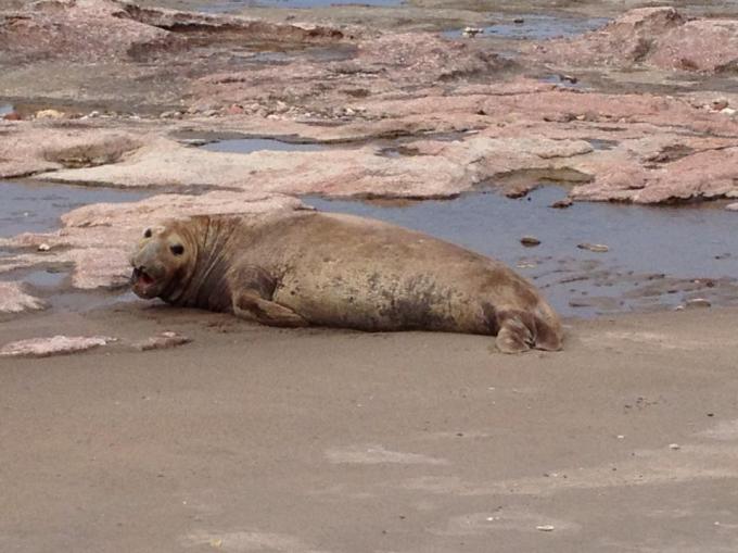 Elefantes marinos en Península Valdés