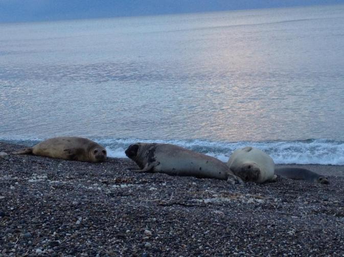 Elefantes marinos playa de La Antonietta