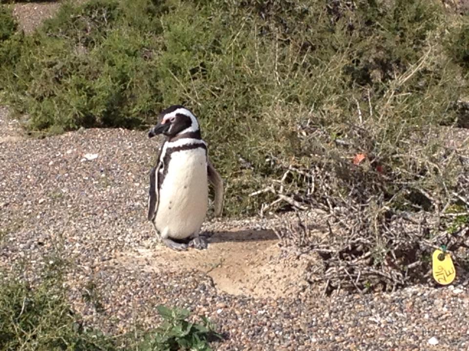 Pingüinera en Punta Tombo